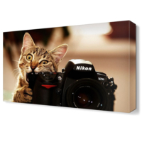 Dekor Sevgisi Fotoğraf Mankinasını Isıran Kedi Tablosu 45x30 cm