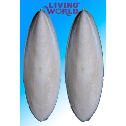 Living World Mürekkep Balığı Kemiği - 12,5 Cm 2 Li Paket