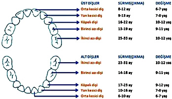  SÜT DİŞLERİNİN ÇIKMA VE DÜŞME ZAMANLARI