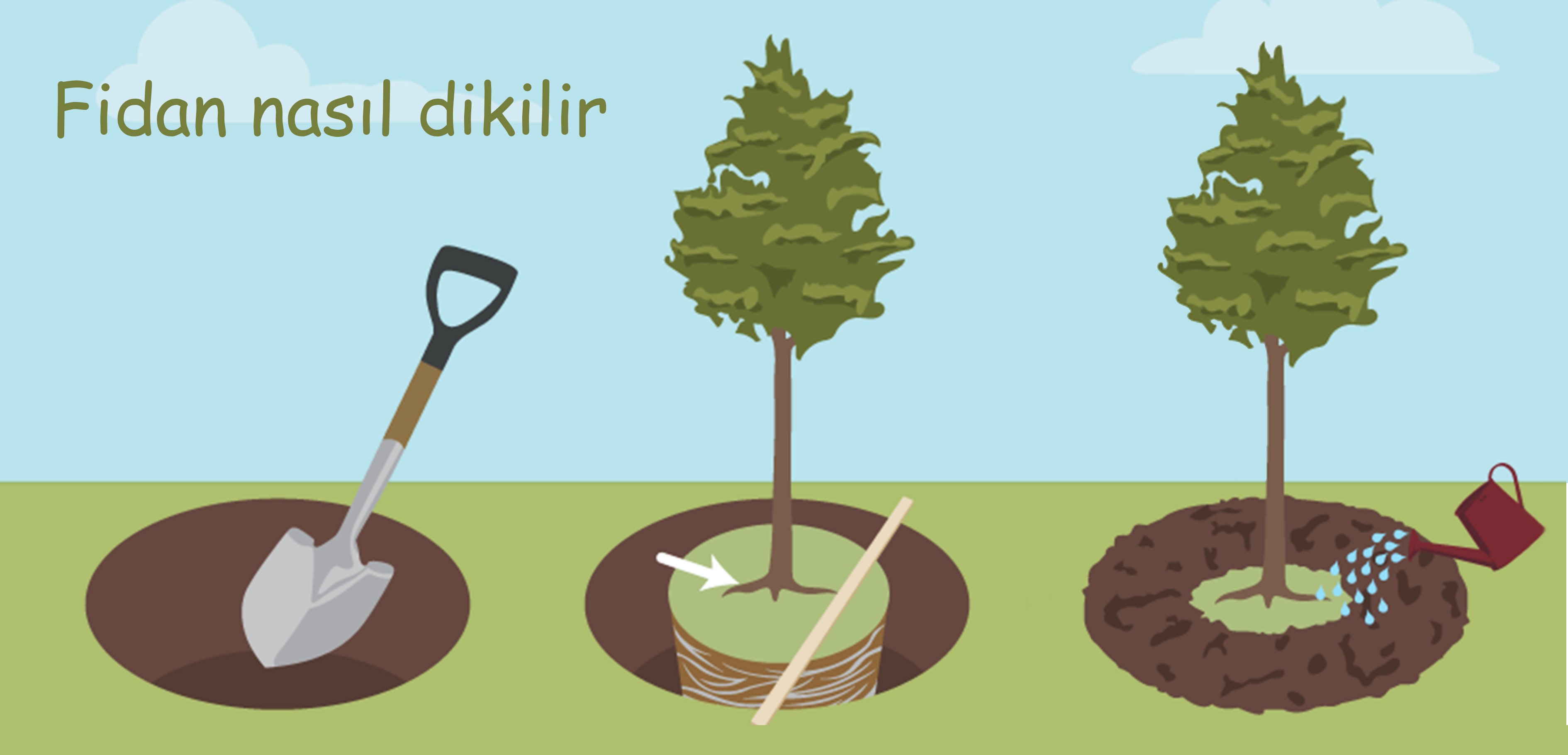 Правильная посадка деревьев. Этапы посадки деревьев. Алгоритм посадки дерева для детей. Посадка крупномерных деревьев схема. Посадка крупномеров плодовых деревьев.