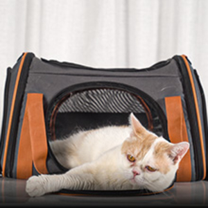 kedi taşıyıcı