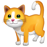 Cat on WhatsApp 2.20.206.24