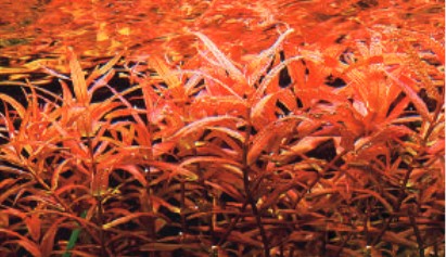 Demir verilen kırmızı bitkiler