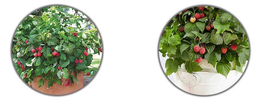 Ahududu Fidanı Satın Al