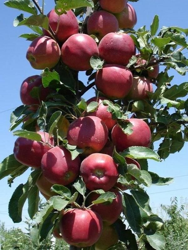 Süper Chief Elma Ağacı 3 Yaş 100 Cm 120 Cm | Rüzgar Botanik