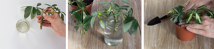 schefflera bitkisi nasıl çoğaltılır