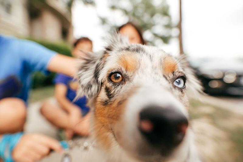 Sigma 20mm f/1.4 DG HSM Art Lens (Sony E)