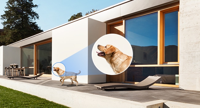 Terasta başı dik bir köpek gösteriliyor.