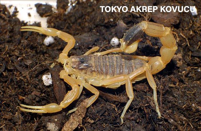 akrap kovucu
