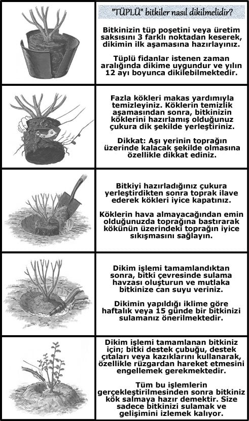 gül fidanı nasıl dikimi yapılır
