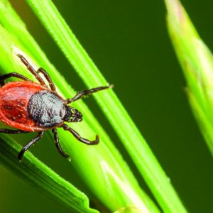 Tick on a plant straw