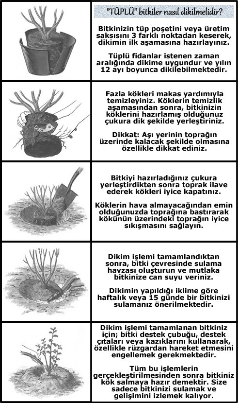 gül fidanı nasıl dikimi yapılır