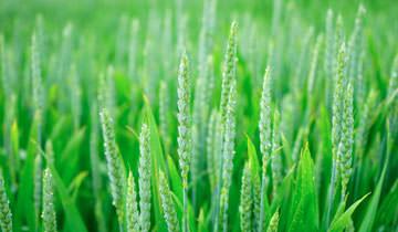 polti vaporetto lecoaspira fav80 incrostazioni