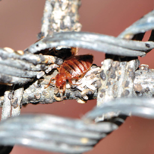 polti sani system gun ddv