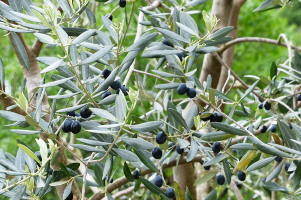 zeytin ağacı ömrü