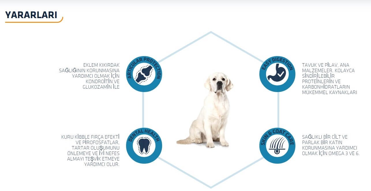 advance adult maxi tavuklu büyük ırk yetişkin köpek maması 