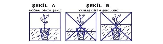 Papatya Fidesi Dikimi