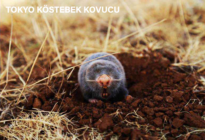 köstebek kovucu