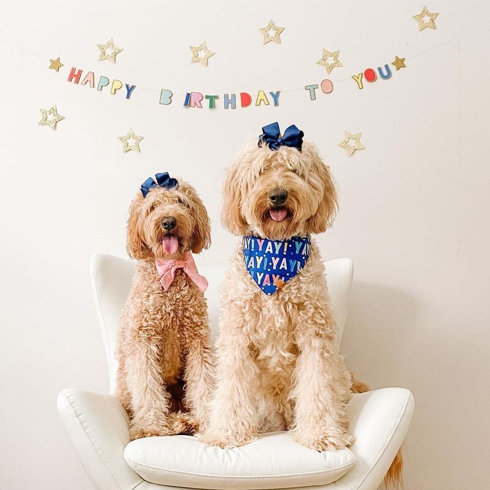 meri meri happy birthday teması