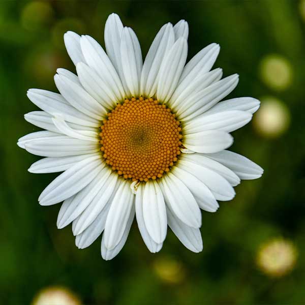Cildinizin İhtiyaç Duyduğu Gençlik Ve Işıltıya Yeniden Kavuşturur