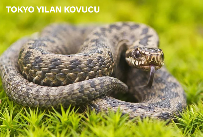 yılan kovucu