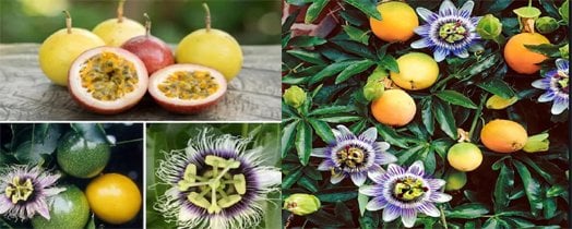 Pasiflora Fidanı
