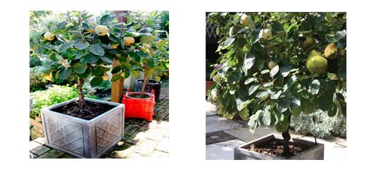 Saksıda Ayva Fidanı Satışı ve Sakıda Ayva Yetiştiriciliği