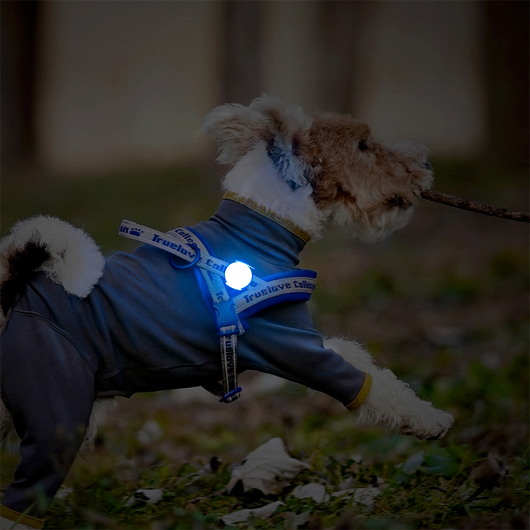 True Love Led Işık