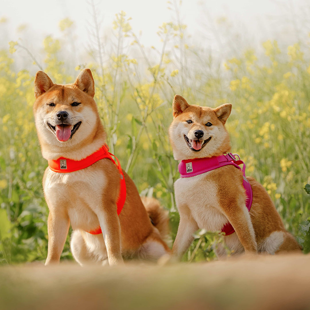 True Love Köpek Göğüs Tasması