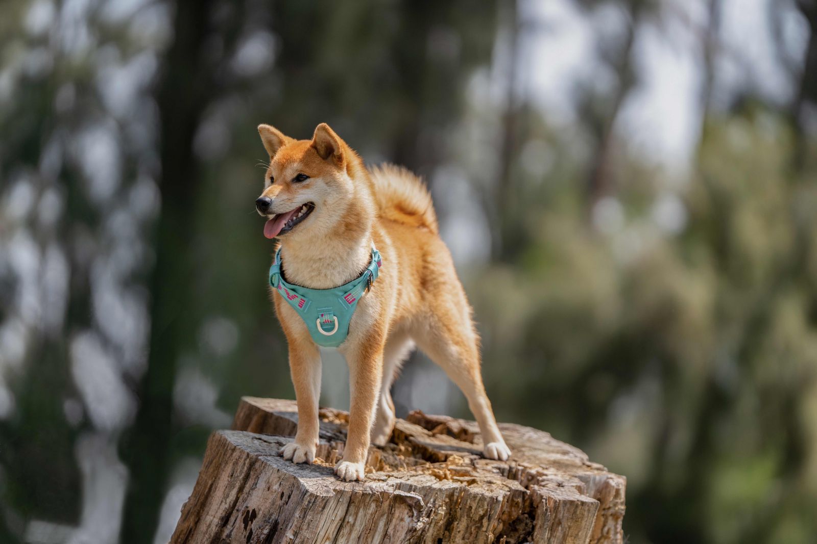 Köpek Göğüs Tasması