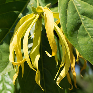 Ylang Ylang Esansiyel Yağı