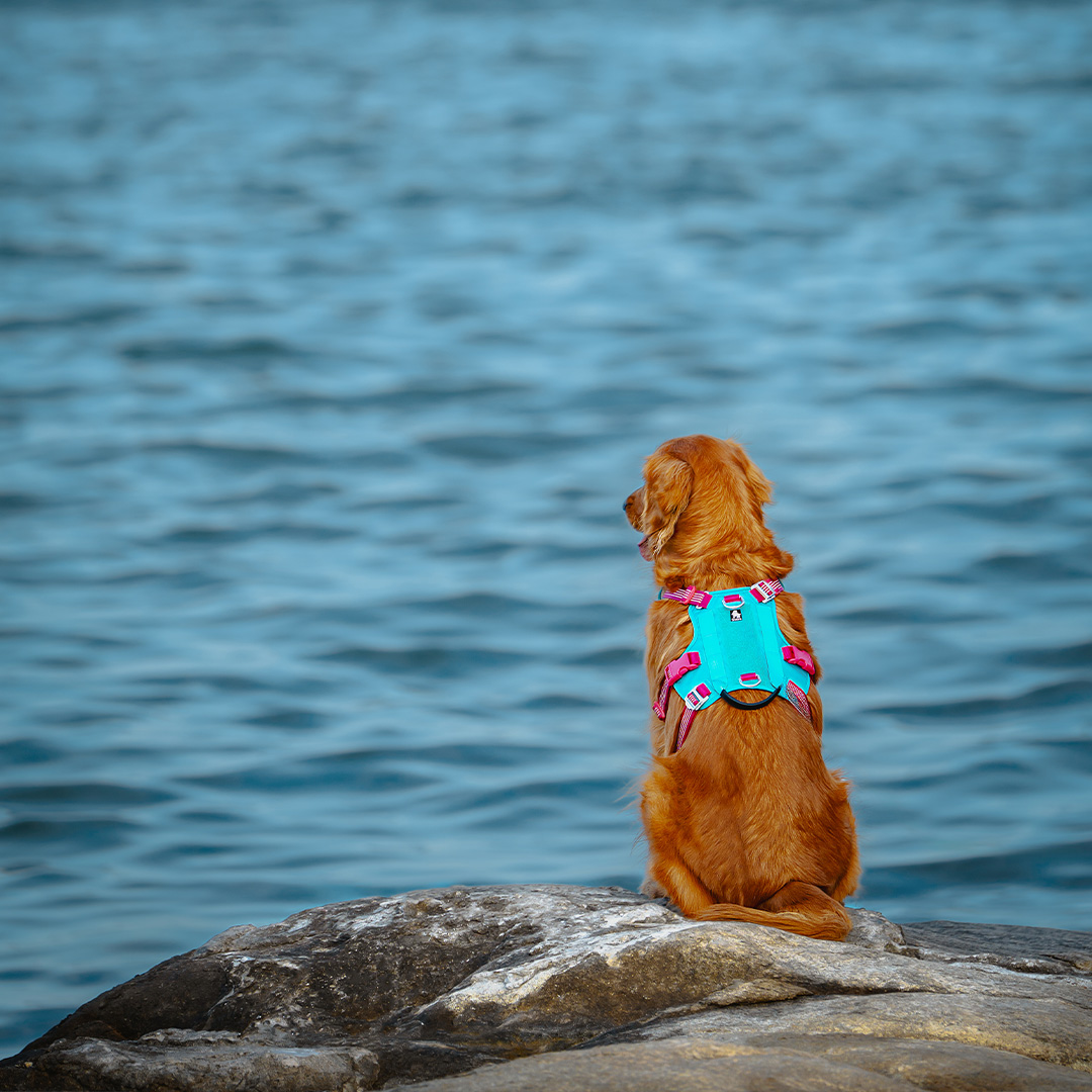 True Love Köpek Göğüs Tasması