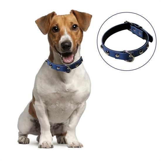 ANKAVERSE Köpek Tasması