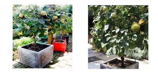 Saksıda Ayva Fidanı Satışı ve Sakıda Ayva Yetiştiriciliği