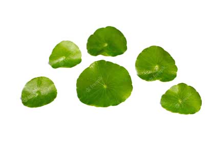 Gotu Kola