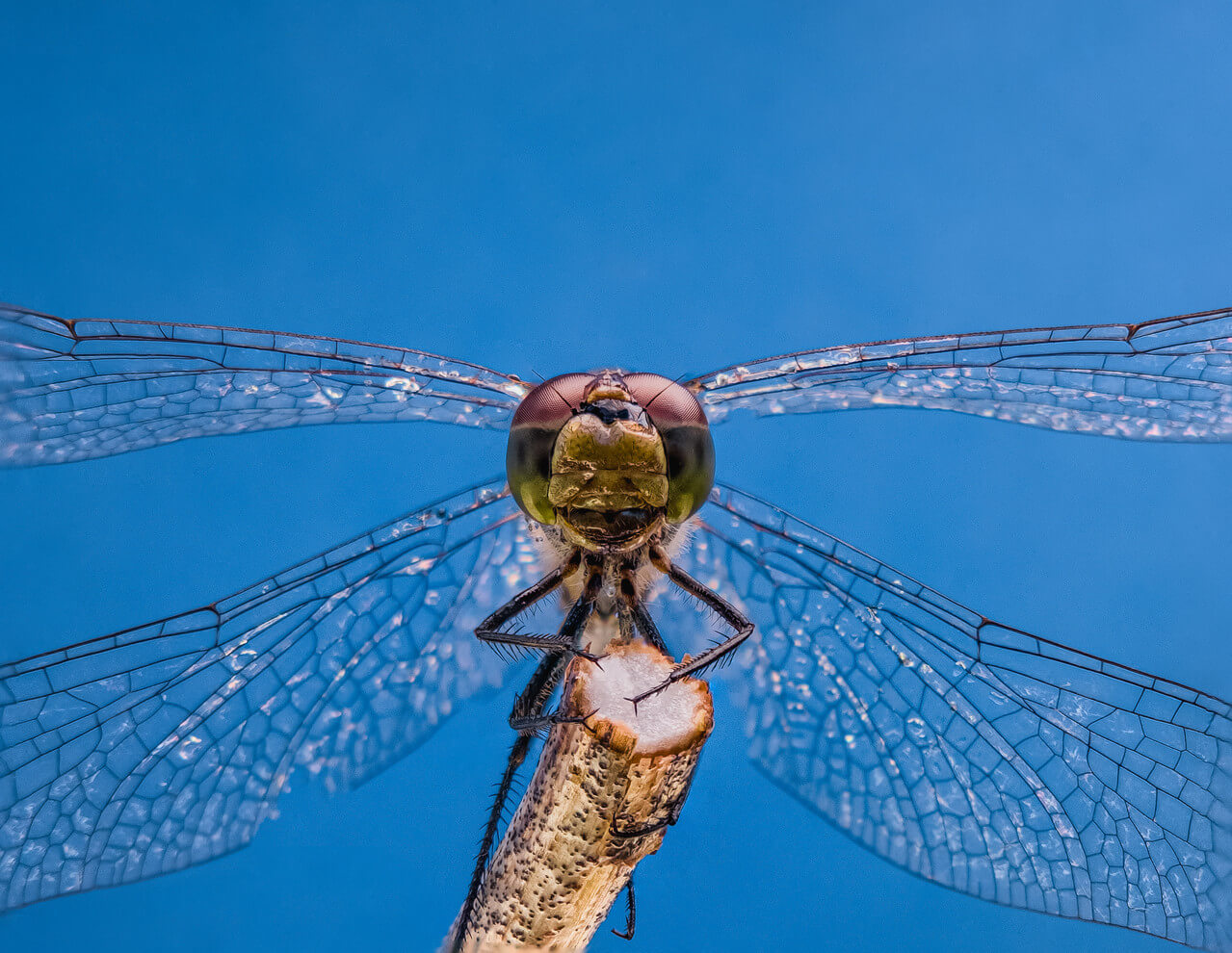 Apexel ZoomMacro ile çekilen fotoğraf efektleri