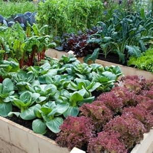 bahçe, organik tarım, organik bahçe, çim, garden, sertifikalı organik gübre, sebze, marul, saksı