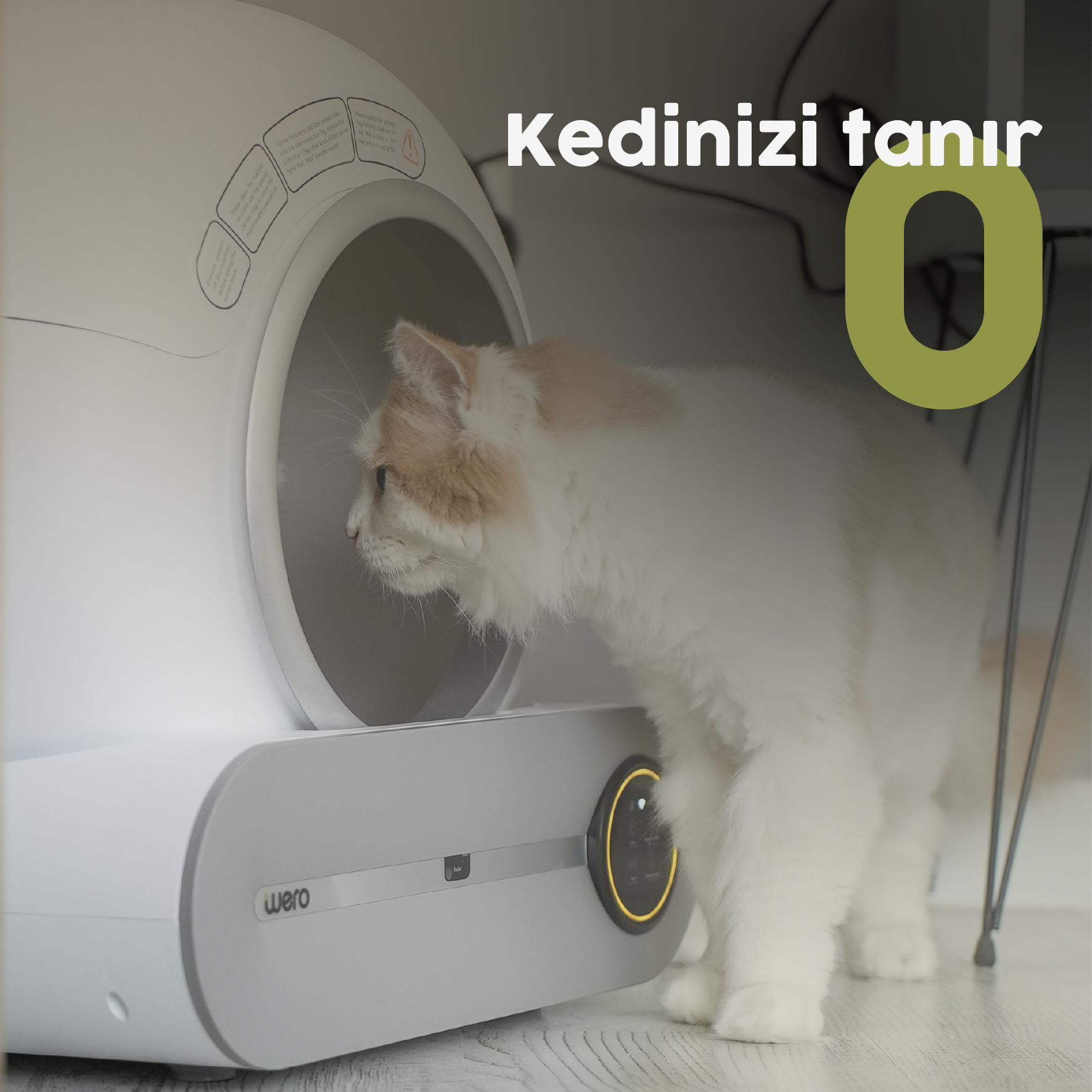 Kedinizi Tanır O