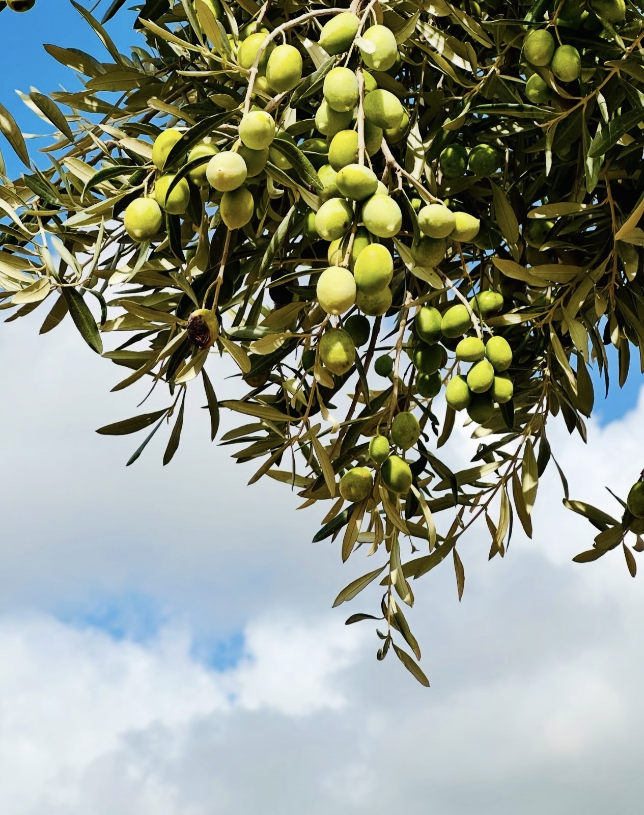 Oro di Milas Memecik Zeytini