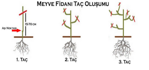 Ayva Fidanı Taç Oluşumu