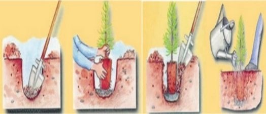 Yediveren Limon Fidanı Dİkimi