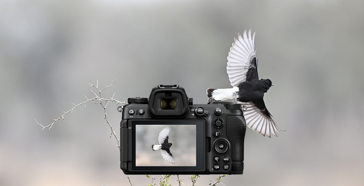 Z 6III