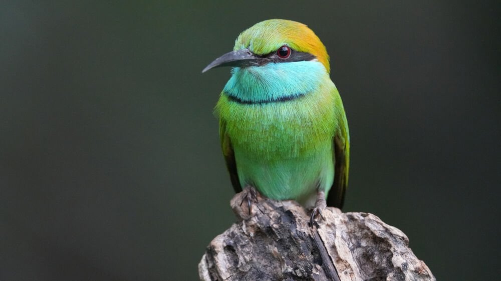 Sony Alpha a6700 fiyatı ve özellikleri inceleme