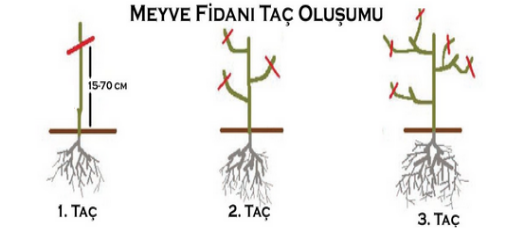 Elma Fidnaı Taç Oluşumu