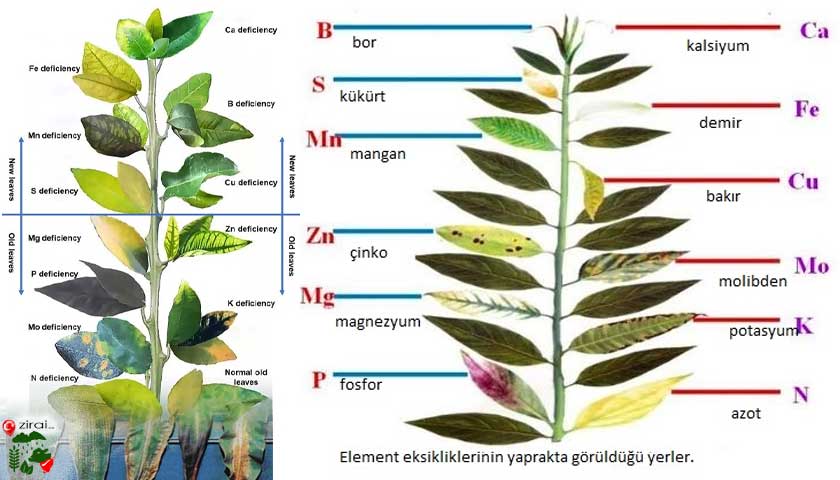 Bitkilerde Temel Besin Eksiklikleri