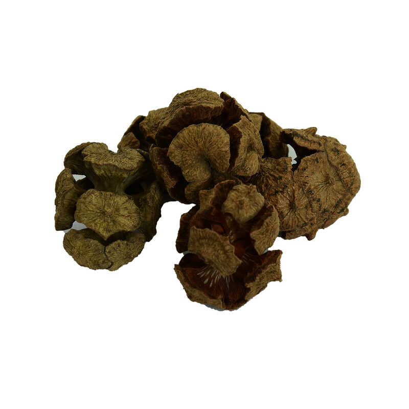 LOKMANAVM SELVİ KOZALAĞI DOĞAL