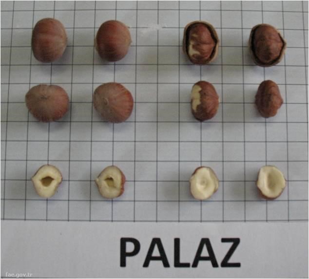 Palaz
