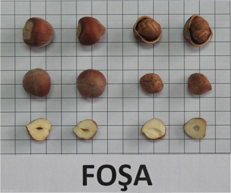 Foşa