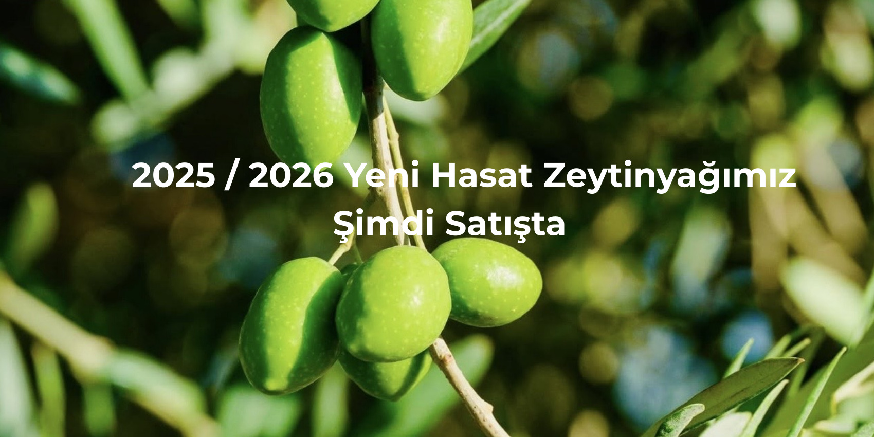 2025-2026 Yeni Hasat Zeytinyağımız