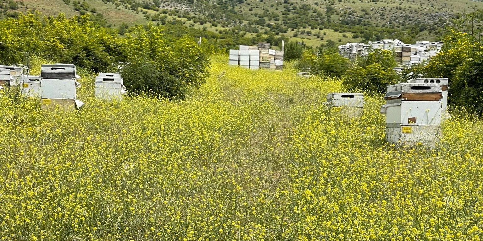 KIR GONCASI VB